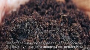 Предшественники капусты