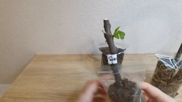 САМЫЙ ПРОСТОЙ СПОСОБ УКОРЕНЕНИЯ ЧЕРЕНКОВ ИНЖИРА! 100% результат. РАСКРЫВАЮ ВСЕ СЕКРЕТЫ!