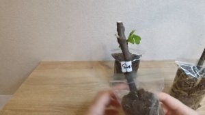 САМЫЙ ПРОСТОЙ СПОСОБ УКОРЕНЕНИЯ ЧЕРЕНКОВ ИНЖИРА! 100% результат. РАСКРЫВАЮ ВСЕ СЕКРЕТЫ!