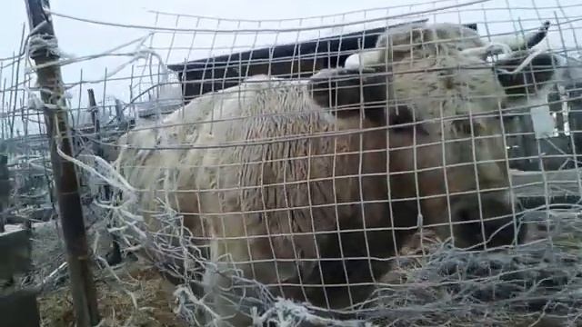 В чем польза коровьего молока?? смотреть онлайн