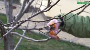 Детальная обрезка груши осенью на плодоношение. Правильная Обрезка плодовых