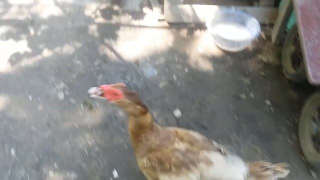 Как расставить гнезда уток смотреть онлайн