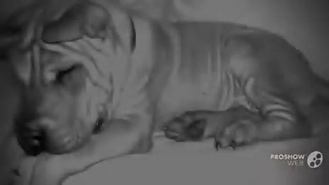 Китайский шарпей порода собак смотреть онлайн