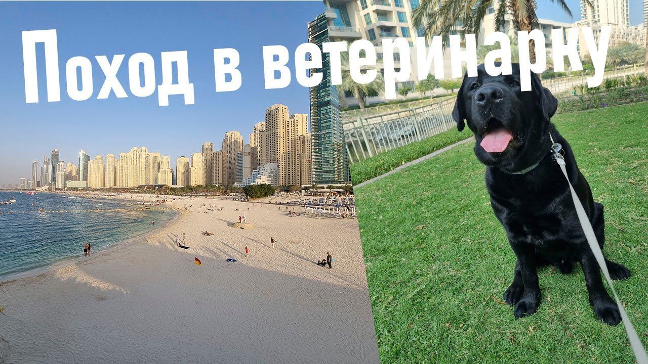 Регистрация пса в Дубае смотреть онлайн