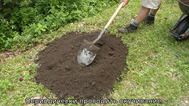 Роза Джон Дэвис смотреть онлайн