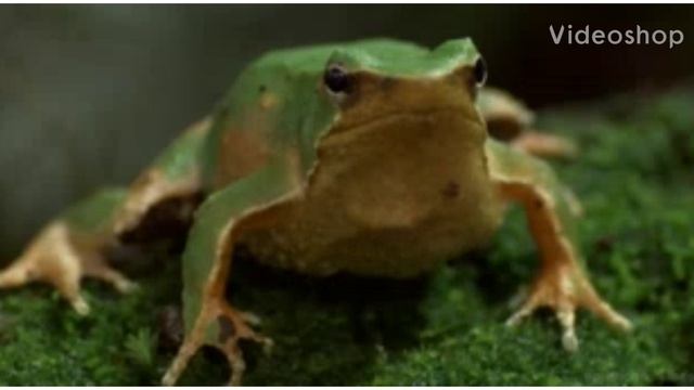 Жаба смотреть онлайн