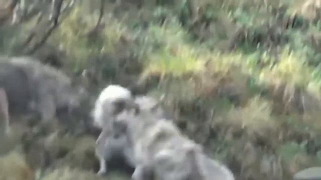 Волки охотятся. Лосиха с лосенком против стаи волков. Волк и лось. смотреть онлайн