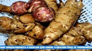 Как вырастить топинамбур на участке