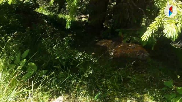 Compilation Of Videos For The Year.mp4