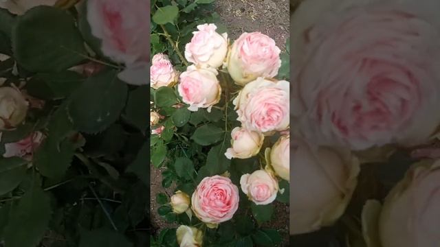 Краще квітне що не згоріло на сонці! смотреть онлайн
