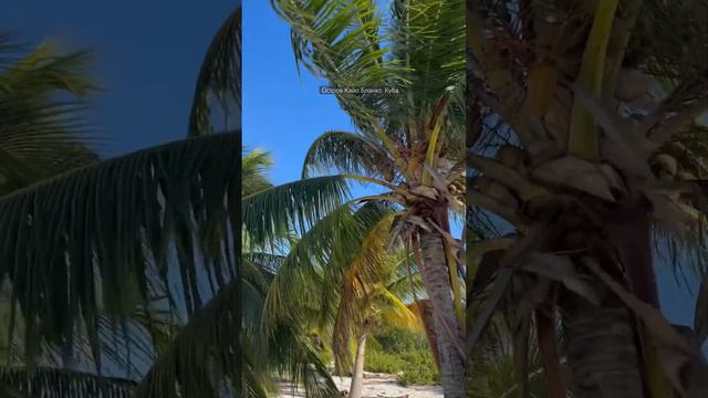 Kayo Blanka Cuba смотреть онлайн
