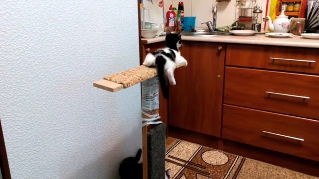 Лазилка для котов смотреть онлайн