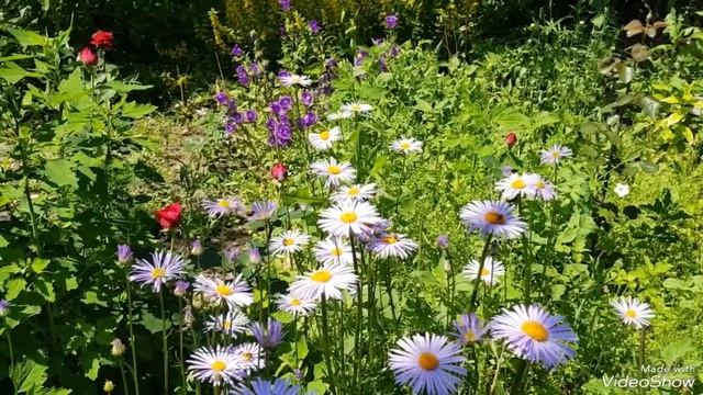 Ромашка садовач голубая ромашкаромашкаголубая