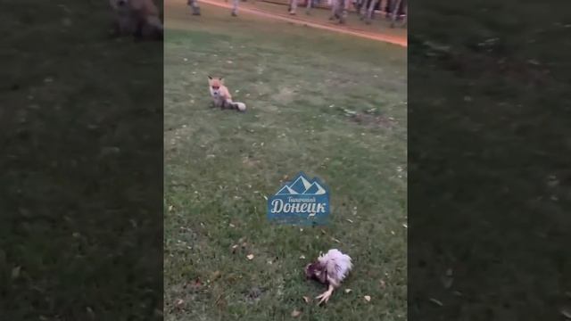 Лиса утащила курицу возле Дворца пионеров в Калининском районе Донецка