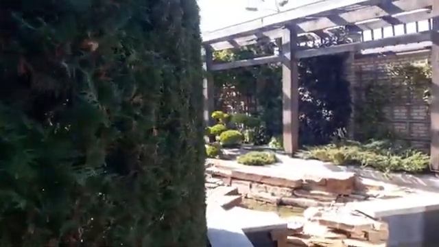 Стрижка туи смарагд. Топиар в саду смотреть онлайн