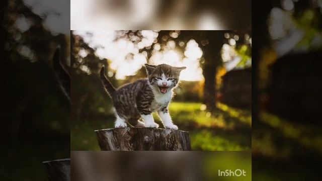 Поучительная сказка "Как котенок Марк обиделся" смотреть онлайн