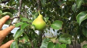 Высококачественные груши ВИКТОРИЯ  ЗИМНЯЯ - 1,2,3,4 / Обзор на 1-5 сентября 2023г.