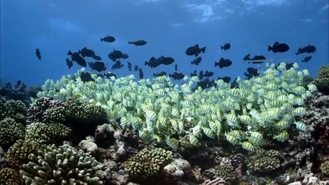 Релакс подводный мир океана HD 1080p (спокойная живая музыка).mp4