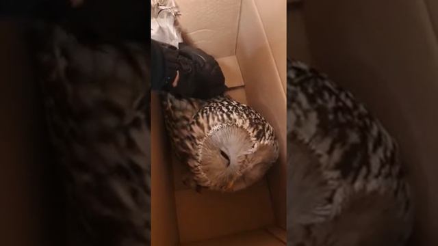Упитанная ручная сова залетела на балкон жилого дома в Солнцеве смотреть онлайн