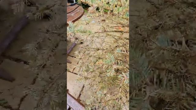 Вредители. Всю обожрали. #чтонового #Дача #сад #огород #голубаяель #хвойники #садоводство #подпишис смотреть онлайн