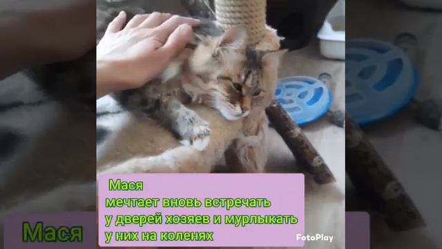 Michiko.ru | Кошка Мася ищет дом. Отдаем бесплатно. Коты в дар в добрые руки. смотреть онлайн