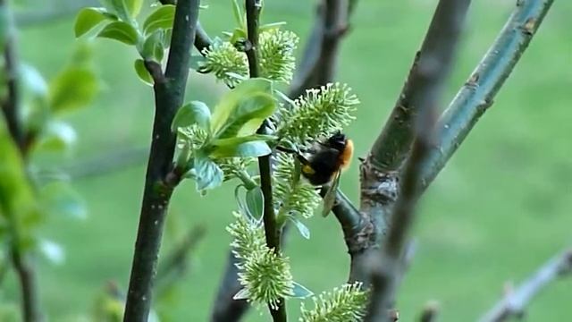 Trehumle Bombus hypnorum dronning på grønnvier Salix phylicifolia Hestejordene 16.05.13 смотреть онлайн