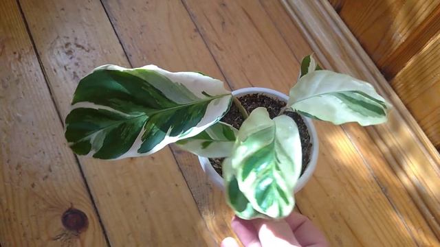 Комнатные Растения. Коллекция Калатей смотреть онлайн