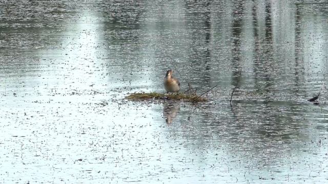 Чомга (Большая поганка) / Замковый пруд, Несвижский замок (Беларусь) смотреть онлайн