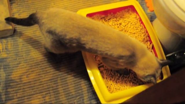 Приучение кошки к новому клозету и месту.Ч-3 смотреть онлайн