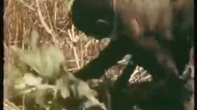 Видео шок!!! Как поймать питона. смотреть онлайн