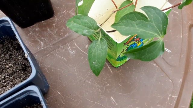 Черенки клематиса и гортензии простояли месяц в воде. Что дальше? смотреть онлайн