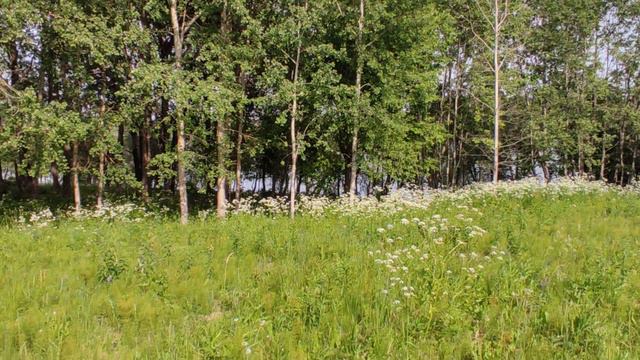 Участок ИЖС 20 гектар у воды, на берегу реки Вазузы. смотреть онлайн