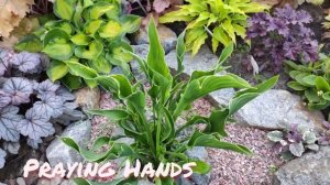 Хоста Praying hands