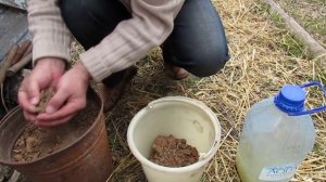 Болтушка для замазки срезов после обрезки плодовых деревьев...