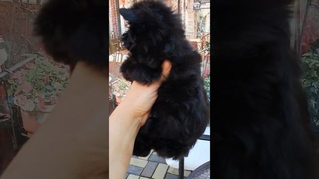 Девочка черный йорк смотреть онлайн