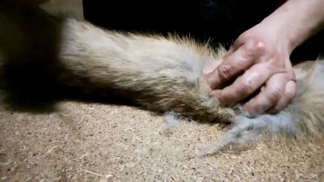 ТРОФЕЙ ОХОТНИКА - ХВОСТ ЛИСИЦЫ | Fox tail смотреть онлайн
