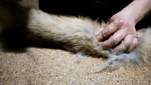 ТРОФЕЙ ОХОТНИКА - ХВОСТ ЛИСИЦЫ | Fox tail