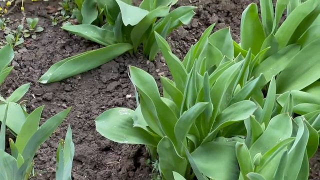 VLOG: будни мамы пятерых/закупка продуктов/Дарина готовит вкусняшки) 30.04.2021 смотреть онлайн