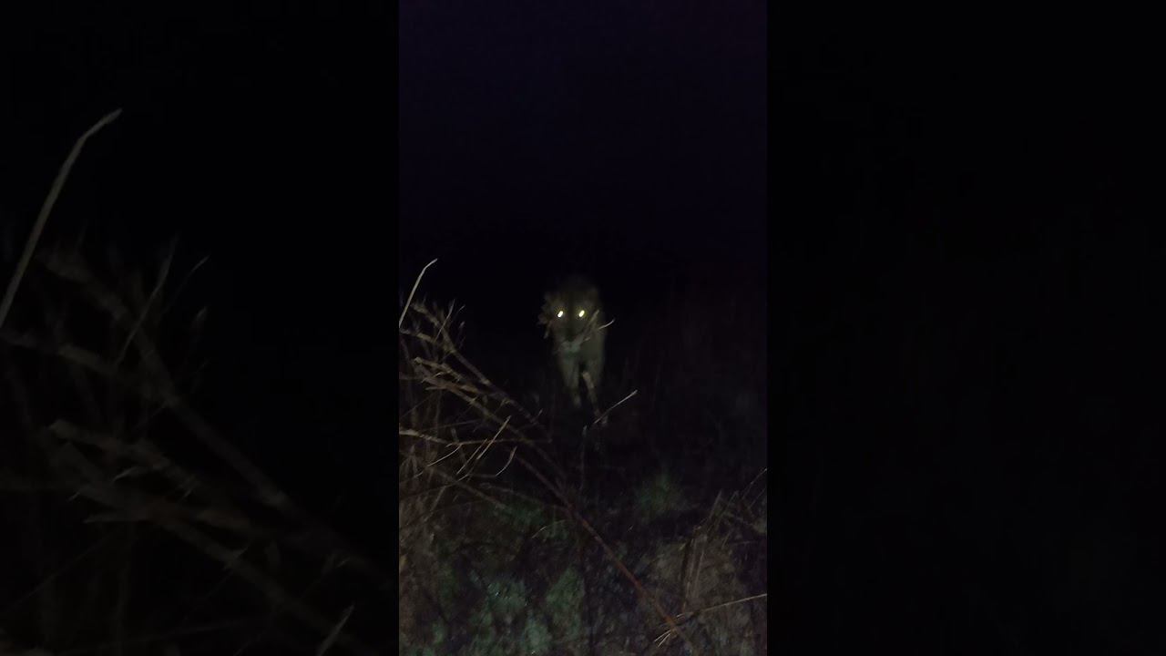 Встреча ночью с львицей Ушей Night encounter with Usha the lioness. смотреть онлайн