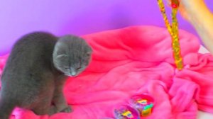 НОВОГОДНИЙ СЛАЙМ для кошечки Мурки. Игрушки антистресс из лизунов. SLIME!