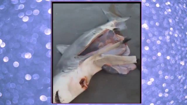 Ужасно Прикольное видео ( Беременным НЕ СМОТРЕТЬ ) смотреть онлайн