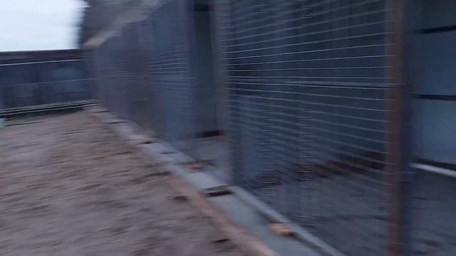 Орловские рысаки. Нашли хозяев для котят. Волчата и волки. смотреть онлайн