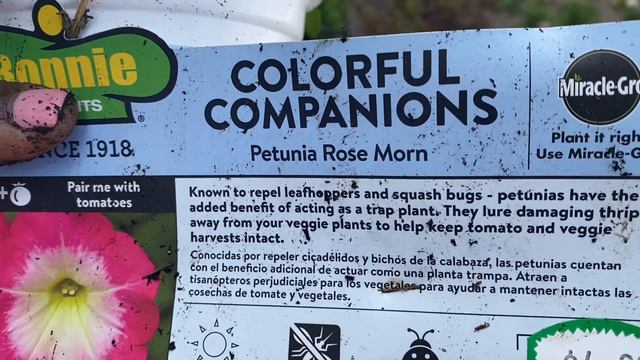 Colorful Containers for Spring + Summer | Gardening Mindfully смотреть онлайн