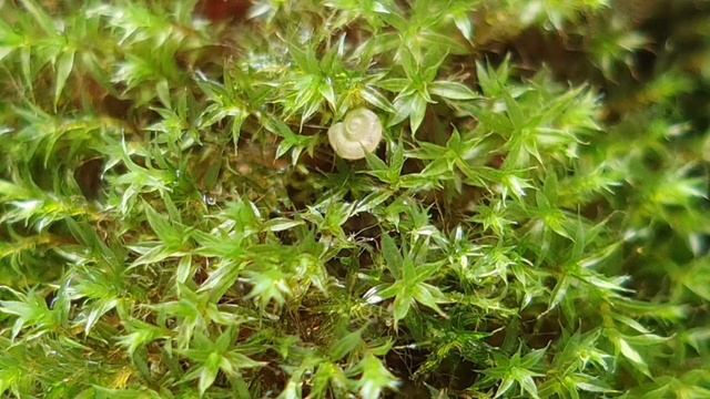 Тайная жизнь маленькой улитки. смотреть онлайн