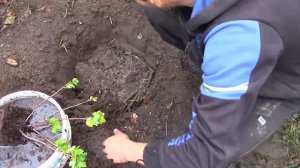 Посадка крыжовника в НАВОЗ и ДЕВЕВО. Как правильно посадить крыжовник.