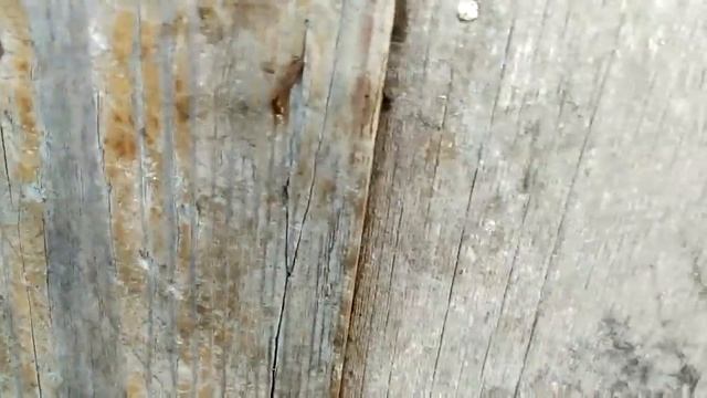 Девочки причёсываются\Козы погулялись\Домашний уют\ смотреть онлайн