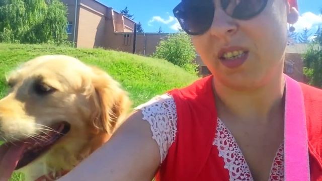 Что с хвостом у собаки? Повис хвост! Травма хвоста! ?