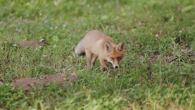 Гармония леса, Алтайский край смотреть онлайн