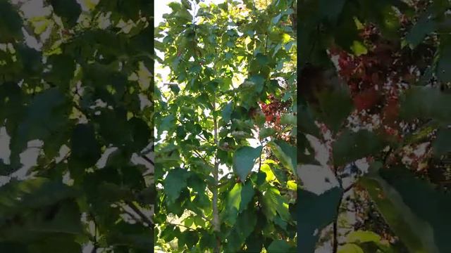 Cucumber Magnolia Tree (Magnolia acumulata) смотреть онлайн