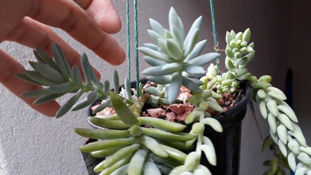 Como fazer mudas de suculenta pela haste floral 01 смотреть онлайн